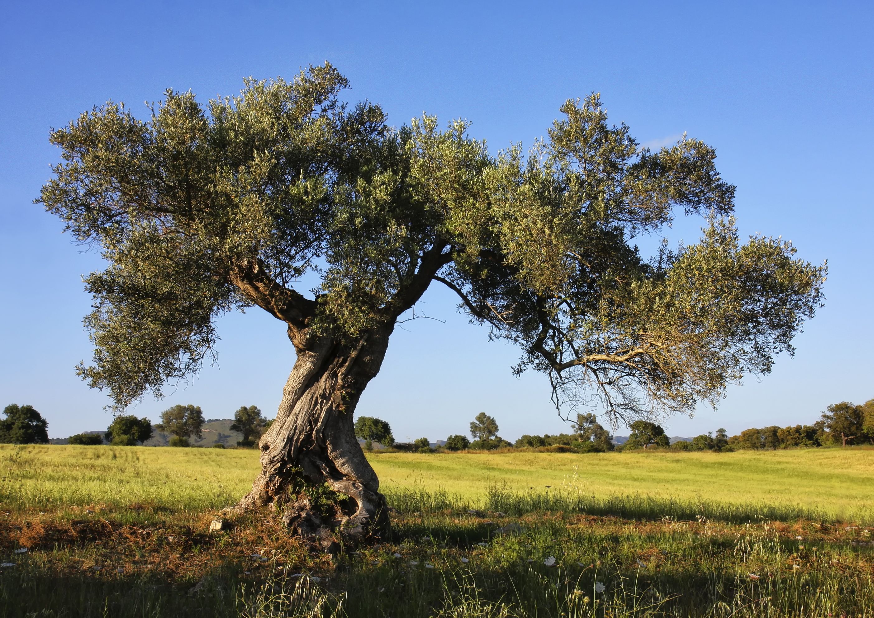 Дерево пелены. Аргания дерево. Олива европейская дерево. Оливковые деревья в Греции. Финикия оливковые деревья.